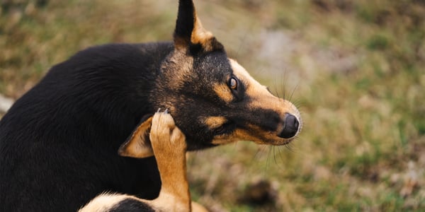 a black and tan dog scratching at his ears