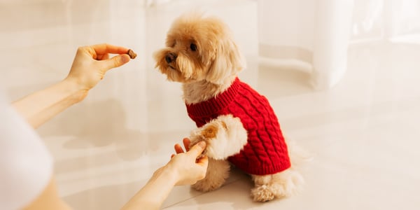A Cavapoo in a red jumper giving their paw for a treat.