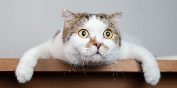 cat gripping table and looking spooked