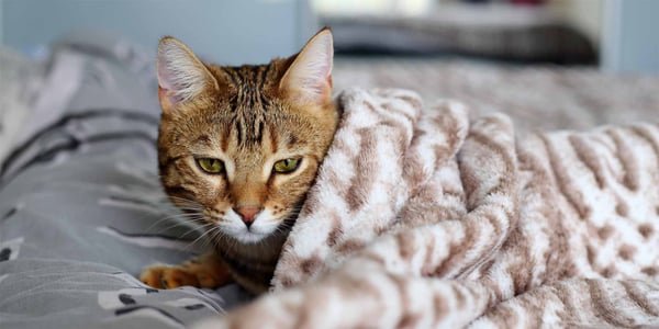 cat on bed wrapped in blanket