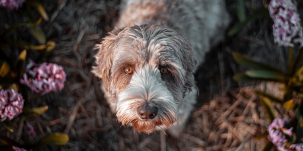 labradoodle standing next to pink flowers