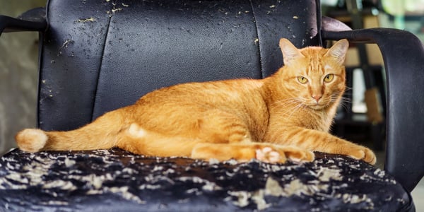 Ginger cat sitting on desk chair which has been scratched