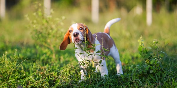 A beagle barking in a field.