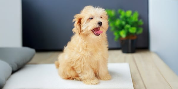 maltipoo sitting on mat with tongue out