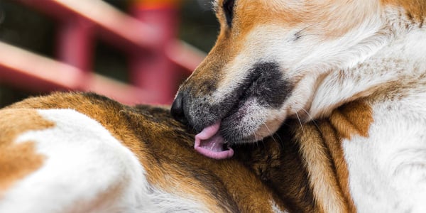 close up of dog licking