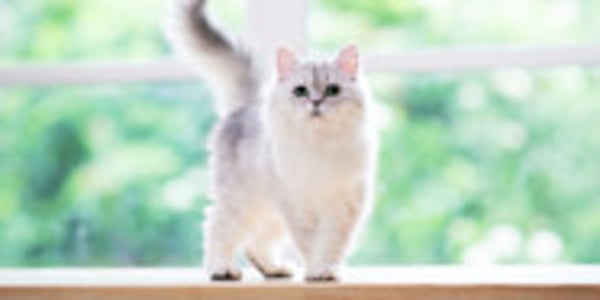 Indoor Cat Breeds Waggel s Top 5 Indoor Cats