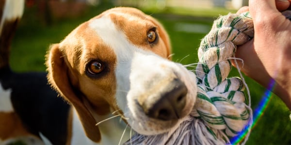 Beagle with rope toy in it's mouth