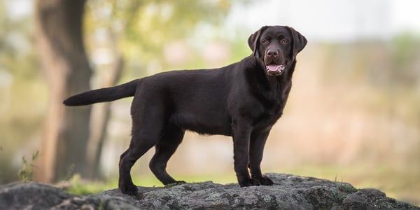 A brown labrador standing on a rock.