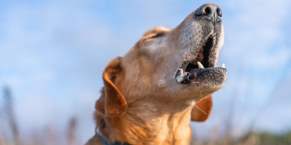 A dog howling.