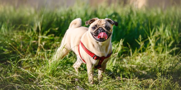 A Pug standing in grass.