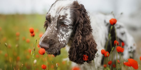 A springer spaniel sniffing poppies.