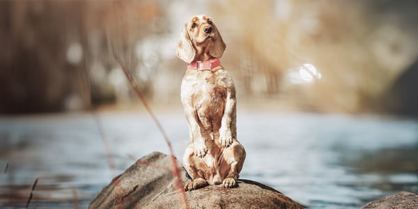 Cocker Spaniel with summer cut standing on rock