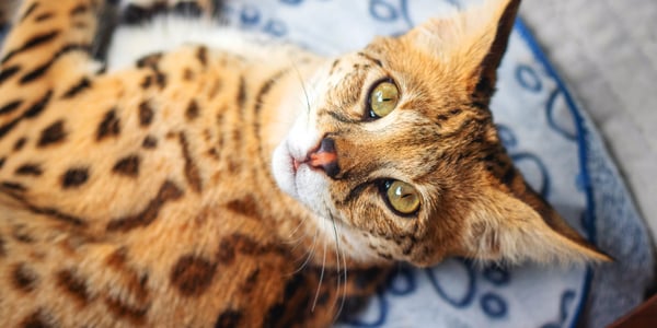 Bengal cat lying on cat bed