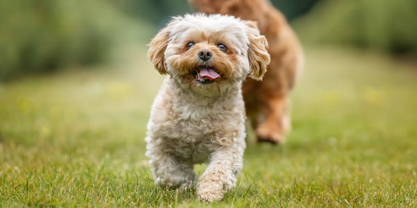 A cream coloured dog walking on grass.