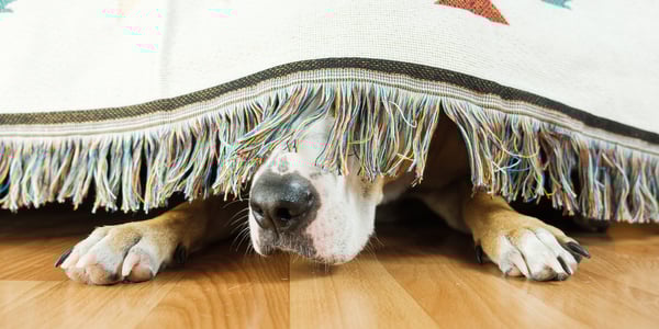Dogs nose and paws poking out from hiding under a blanket