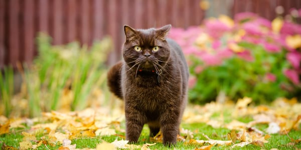 A black british shorthair cat in a british garden
