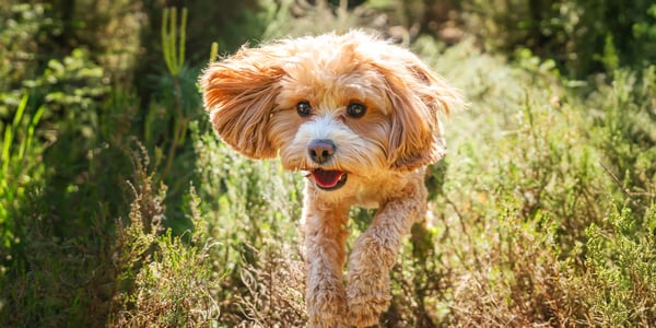 Cavapoo running through grass