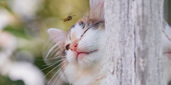  A close up image of a bee flying close to a cats face.
