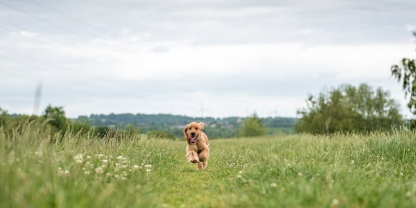 A Spaniel puppy running through a field of daisies.