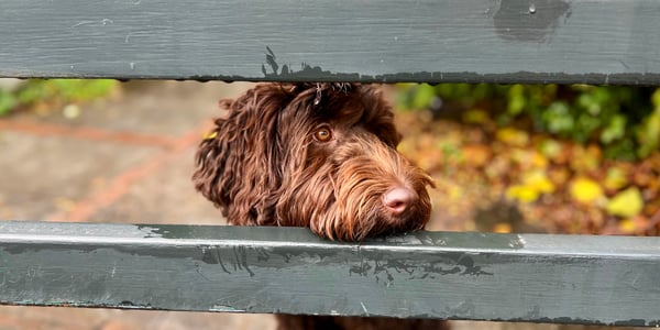 A labradoodle resting his head on a fence.
