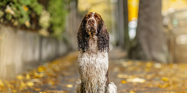 Springer Spaniel wet from the rain sitting in street covered in leaves