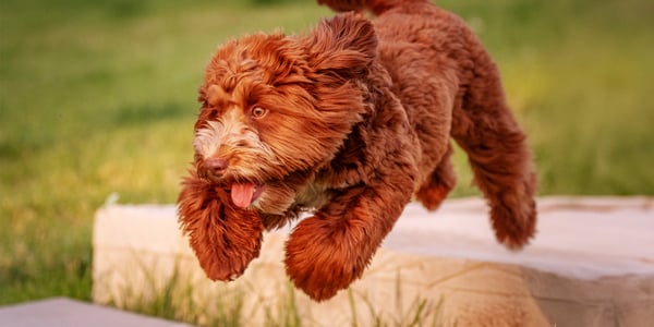A brown Labradoodle flying through the air.
