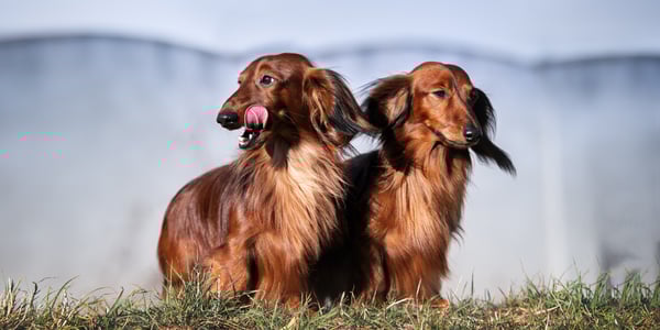 Two brown dachshunds standing on grass.