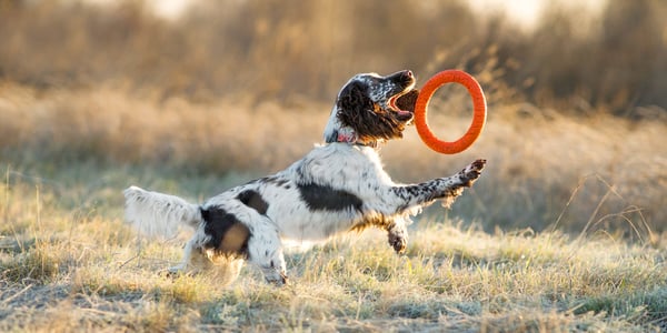 A spaniel chasing a frisbee.