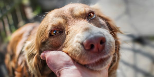 An up close image of an older pet.