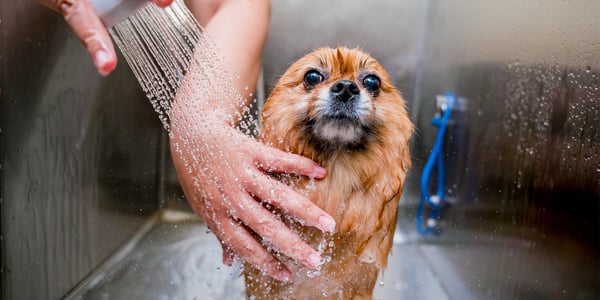 pomeranian being showered