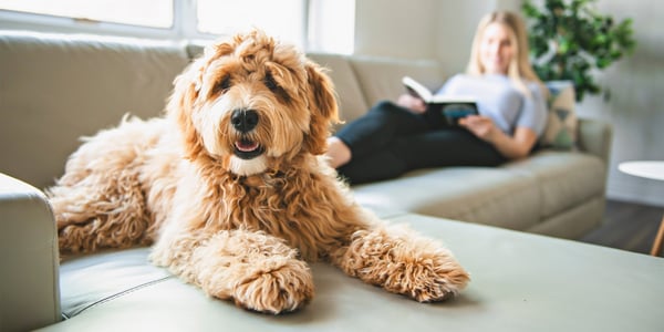 A golden coloured labradoodle laying next to his owner on a sofa.