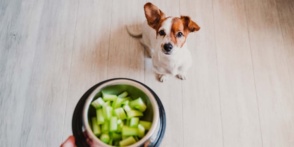 jack russell waiting patiently for his bowl of celery which is being held by owner above him