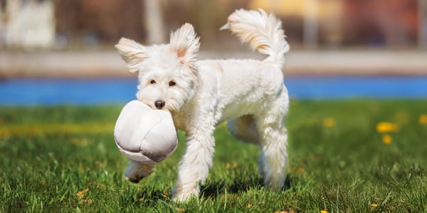 A white labradoodle holding a ball.
