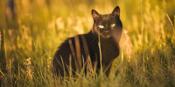 a cat sitting in a field 