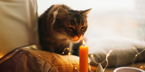 A cat sniffing a candle.