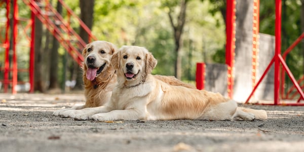 Two goldens laying together outdoors.