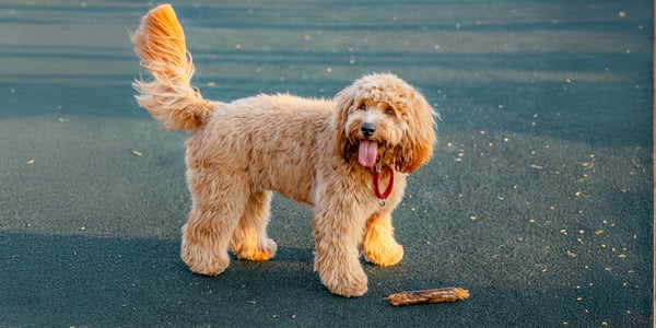 A labradoodle standing outdoors.