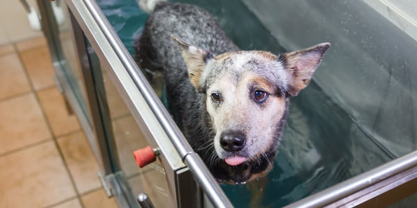 cover image of mixed breed dog in hydrotherapy water tank