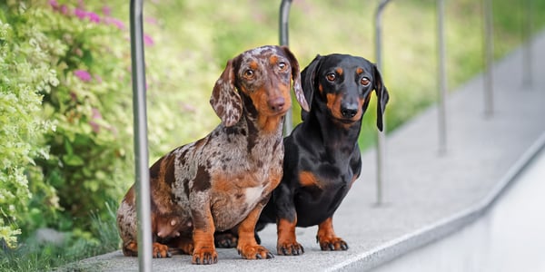 Two dachshunds standing on a wall.