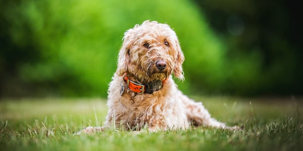 Labradoodle lying on grass