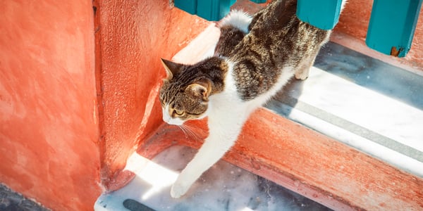A cat creeping out from under a fence, down the stairs.