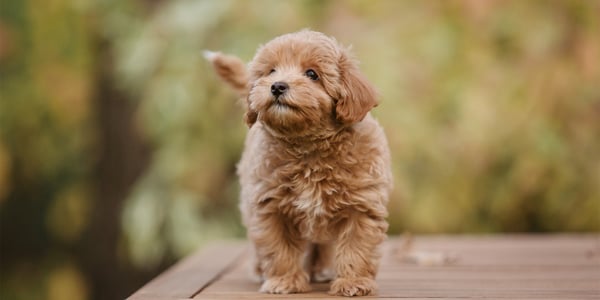 A puppy Maltipoo standing outdoors.