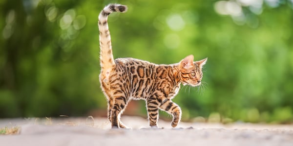 Bengal cat walking on ground