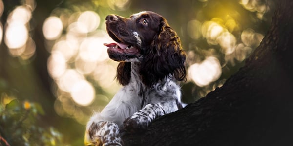 A springer spaniel peering around a tree trunk.