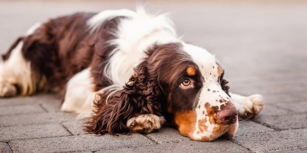 A springer spaniel laying outdoors.