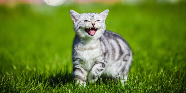Grey tabby cat walking on grass meowing