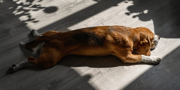 A dog splooting with his back and front legs outstretched.