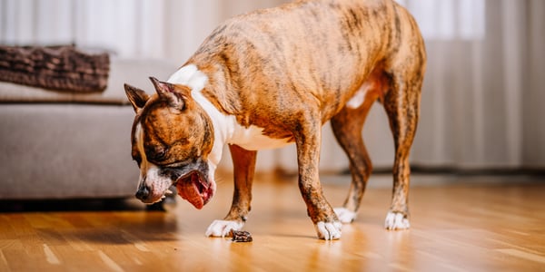Mixed breed dog eating something
