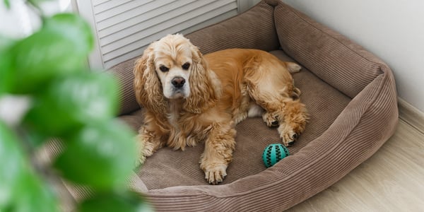 A golden coloured spaniel sitting in his bed.