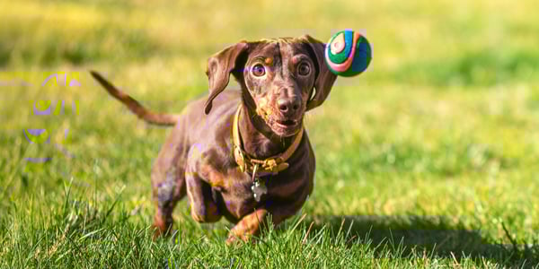 A Miniature Dachshund chasing a ball